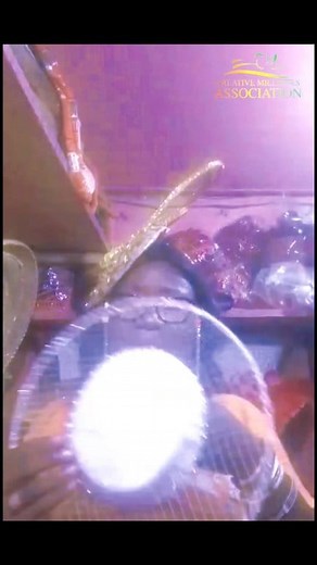 DAY 25 IS HERE!!! 💃💃 Today, we’re diving into the elegance of Bird Cage Veil, a rare and timeless millinery material. Our amazing speaker will be showing us, its features, its beauty, and stunning fascinator designs made with it. Lets Learn, Get Inspired and start Creating Magic. #CreativeMillinersAssociation #CMA30DaysChallenge #Day25 #MillineryMagic #BirdCageVeil #DevalsConcept #CMA | Creative Milliners Association