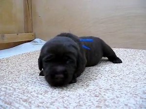 Chocolate labrador puppies ! | We Love Labradors