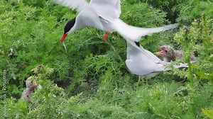 Arctic Tern (Sterna Paradisaea) Parent feeding a chick