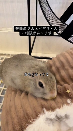 ちょっとしたご相談 将来的には悩みがある方や、ちょっと疲れたなぁって言う方がぺぎちゃん達と触れ合える場所を作りたいなぁと考えてみたりしてます☁️ #ぺぎちゃん #いきちゃん #リチャードソンジリス #ペット