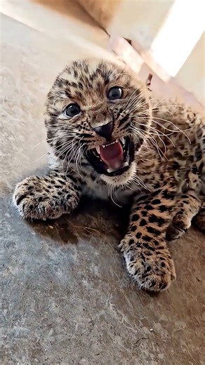 3.6K views · 59 reactions | Angry Leopard ❤️ #wildlife #Animals | ALi Khan AK | Facebook