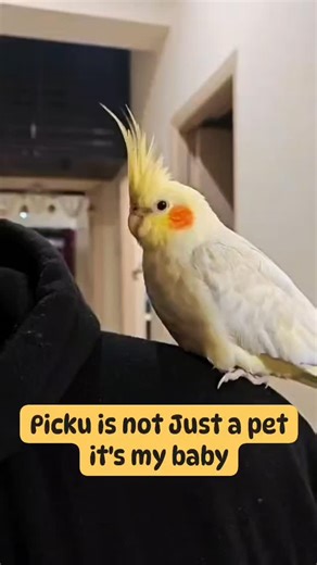 Picku and Pickachu on Instagram