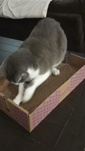 cat scratching his scratch box
