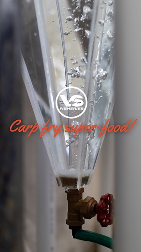 10K views · 2.1K reactions | This carp fry superfood is AMAZING! ...