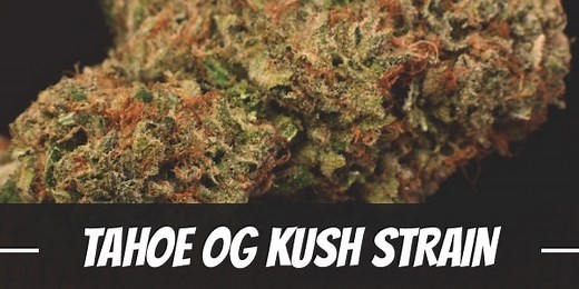 Tahoe OG Kush Cannabis Strain Information & Review
