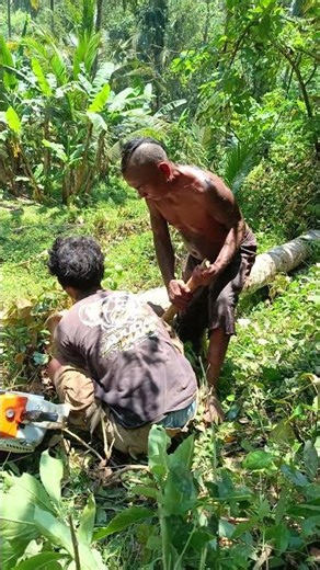 process of rolling a coconut tree #chainsaw