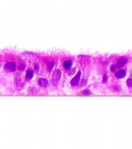 Producing 3D Tissue Models of the Airway Epithelium with PneumaCult™