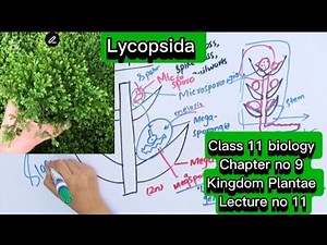 Lycopsida|Lycopodium and selaginella|characteristics|Class 11 biology|Chapter no 9|Kingdom Plantae