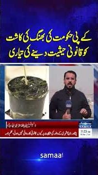 KP Government Prepares to Legalize Cannabis Cultivation | Samaa TV