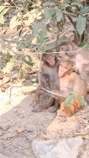 The fierce battle of monkeys is going on🐒🔥🤣 #monkey #baby #shorts