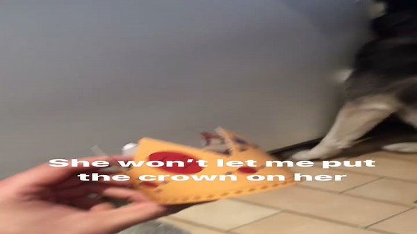 Dog Hilariously Hides From Fancy Crown