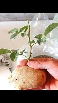 How to propagate roses with potatoes for fast rooting | Growing roses in potatoes