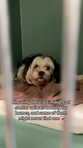 Did you know that a heartbreaking 6.7 million dogs and cats entered shelters last year? All these animals found their forever homes, but there are so many more like them still waiting to be saved. Will you come to their rescue? Click our link in bio to find your best friend today. | Adopt a Pet