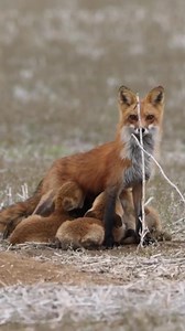 50M views · 262K reactions | Fox with beautiful cubs mom feeding #wildlife #fbreels2025 #baby #animallover | Village life | Facebook