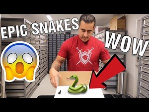 AMAZING SNAKE UNBOXING FROM MUTATION CREATION !