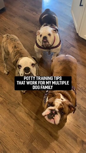 Successful Dog Potty Training Tips for English Bulldogs