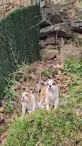 Ice and mines main residents is in Edgewater New Jersey. We're very close to Manhattan, as a matter of fact the view in front of our house is New York City so what I think is interesting is deer visit almost everyday even with the city so close... My bulldogs are always barking and trying to chase them but the deer or the dogs don't seem as affected anymore... 🤣 | Coco