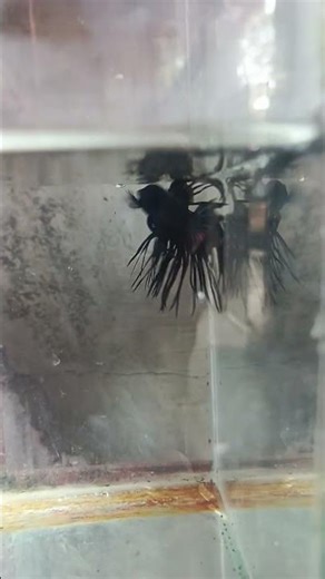Crowntail Breeder size #bettafish #betta #bettafighter #crowntailbetta