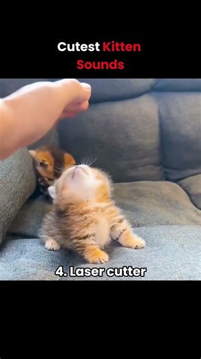 Cutest Kitten Sounds