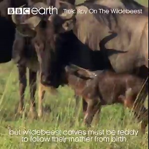 Even moments after birth, this wildebeest is in danger. | BBC Earth