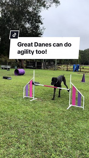 Bolt the Great Dane: Agility Training Session with @@fitdogfarm
