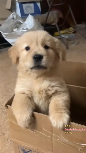 Cutie Labrador Puppy 🐾 | Most Adorable Labra Moments Ever 😍 | Bindashimanshu