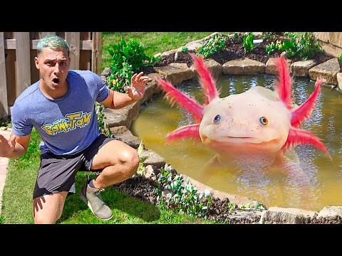 I FOUND AXOLOTLS IN My Pond