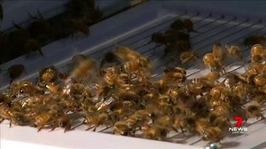 45K views · 43 reactions | Bee Venom: It’s known among beauty bloggers as nature’s botox and researchers believe it could halt alzheimer's in its tracks. It costs $500 a gram, but scientists from UQ are on a mission to make it more accessible. www.7NEWS.com.au #7NEWS | 7NEWS Brisbane | Facebook
