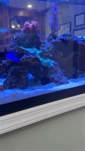 Amazing Home Aquarium That Will Leave You Speechless!
