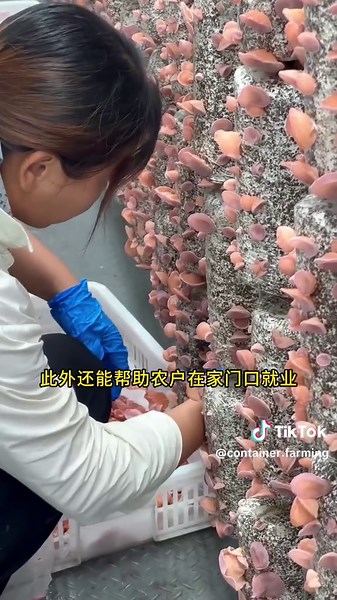 #ContainerHydroponics #ContainerFarming #VerticalFarming