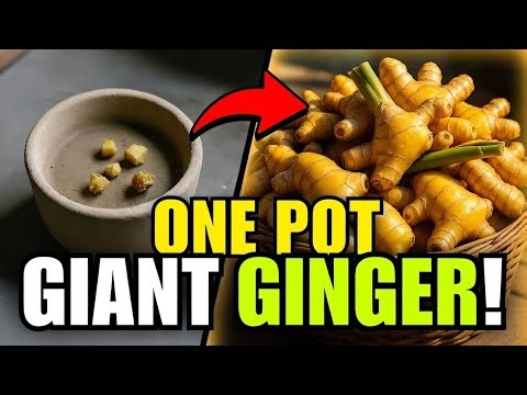 How to Grow Ginger in Containers for a HUGE Harvest – 5 Proven Tips for Maximum Yield