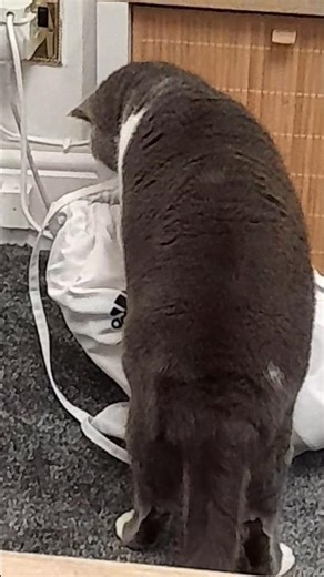 Did My Cat Just Find Contraband in My Bag?!"