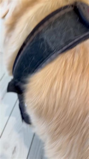 2.3K views · 58 reactions | Bella is modeling one of my favorite products for aging dogs. They have lots of options to help protect and stabilize joints after age/injury or abnormal development problems arise. Look into them and let me hear your thoughts and experiences. #dogleggs DogLeggs | Jarrettsville Vet Center | Facebook