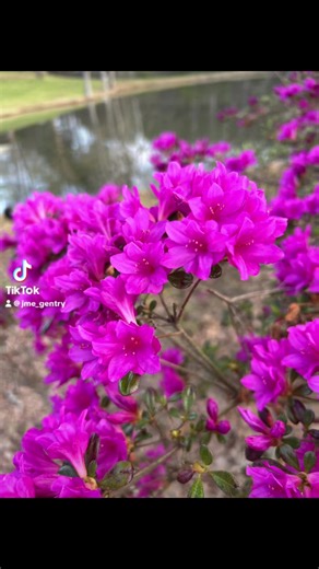 It’s not about the flowers, it’s about being still and seeing what’s in front of you…#blessed #sunday #spring