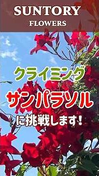 【品種紹介】クライミングサンパラソルに挑戦します！ #ベランダガーデン #サントリーフラワーズ #園芸