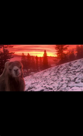 How does one end up with a camel? A question we always get. #dreams #inspiration #fyp #animals #camel