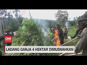 Ladang Ganja 4 Hektare Dimusnahkan