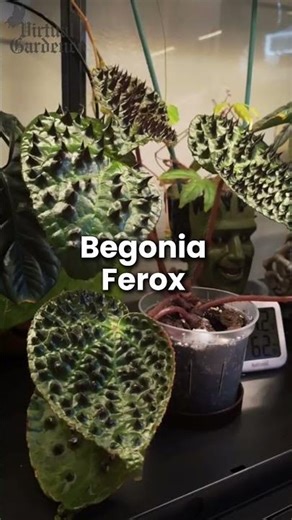 Plants That Look So Unreal People Think They’re Fake