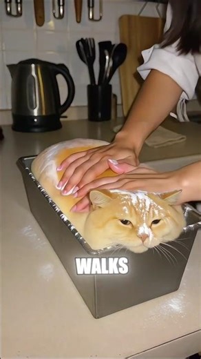 The SHOCKING Truth About How Cats Perceive Their Owners