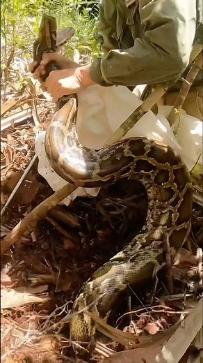 wait for it 👀🐍 another invasive python nest removed from the Everglades! #floridawoman #eggs