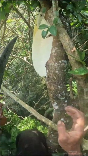 Harvesting Old Forest Honey🐝🐝🐝 | West Java Forest Honey #bees