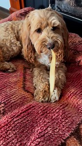 Raw bones seem like a great treat — until they crack teeth, splinter inside, or send you racing to the vet. Pet Snacks dental chews are: Safer for chewing – won’t splinter Low fat – no risk of pancreatitis Easily digestible – no sharp fragments Give your dog fresh breath and yourself peace of mind. Use code PET25 to get 25% off your first order. ⭐⭐⭐⭐⭐ "I love the fact Pet Snacks have developed a healthier & safer alternative to rawhide, my dogs are heavy chewers so most dog treat options disappe