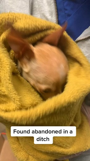 Rescued Chihuahua Going Home Today | Heartwarming Story