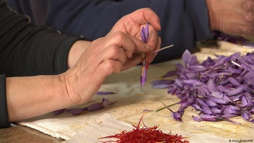 Italy: saffron harvest in Abruzzo