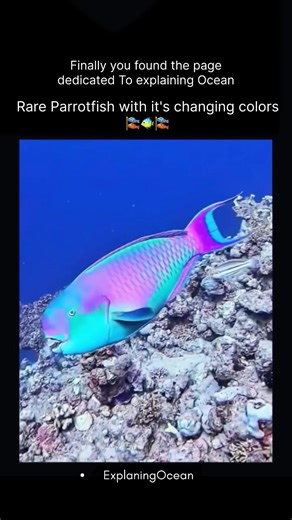 Which Fish Makes Sand ? 🤔 #ocean #educational