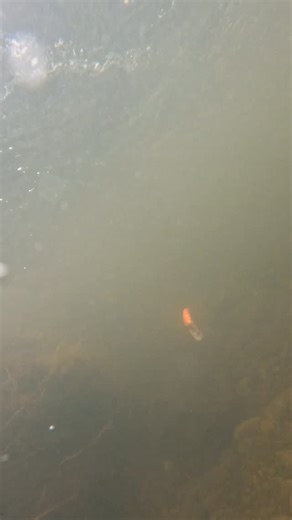 1.2K views | I tell you what this Mag-Lip from @yakimabaitco has seen...