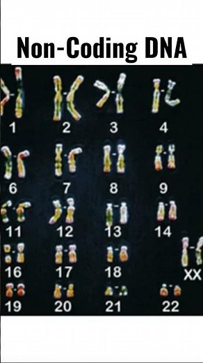 What is Non-Coding DNA? Unraveling the secrets of Genomic Non-Coding Elements in Humans