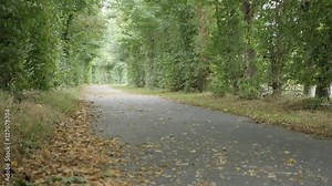 Early autumn green and yellow scenery with beautiful tree alley 4K 2160p 30fps UHD tilting footage - Slow tilt on path leading through green forest with fallen leaves 3840X2160 UltraHD video