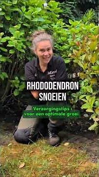 How to prune a Rhododendron! #garden #gardening #border #gardening #pruning