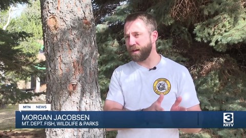 FWP conducts fish sampling along Madison River